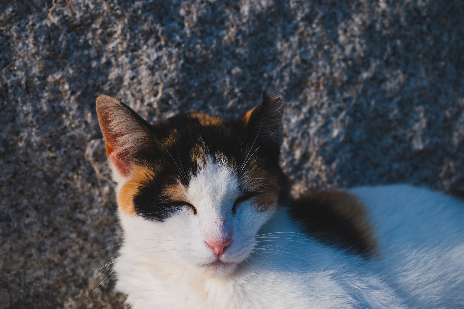 Gatto curioso kawaii — lo spirito dell'edizione Neko dell'Otamatone